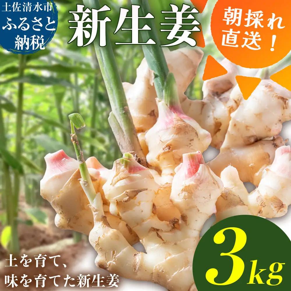 新生姜 3kg 水洗いのみ【R01773】