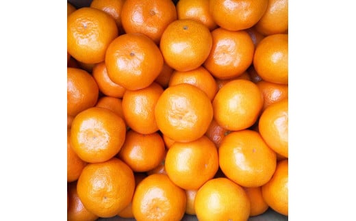 【ご家庭用】和歌山有田みかん約5kg(S、Mサイズ)〇 ｜ みかん 有田みかん 温州みかん ミカン 温州ミカン 柑橘 果物 フルーツ 甘い 先行予約 s m 甘い 5kg ※北海道・沖縄・離島への配送