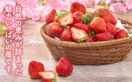 【全2回定期便】福岡産 いちご【春】あまおう 4パック＜南国フルーツ株式会社＞那珂川市 いちご 苺 イチゴ あまおう 定期便 福岡産   [GCD043]25000 25000円