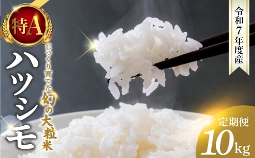 新米≪令和7年度産≫ お米 ハツシモ 10kg 3回 定期便 計30kg 〜水の都大垣の豊富な湧き水で育ったお米 〜 新米 ごはん 白米 精米 人気 美味しい 美濃 西濃 初霜 コシヒカリ の先輩 東の ササニシキ 西の ハツシモ DIB 岐阜県 大垣市