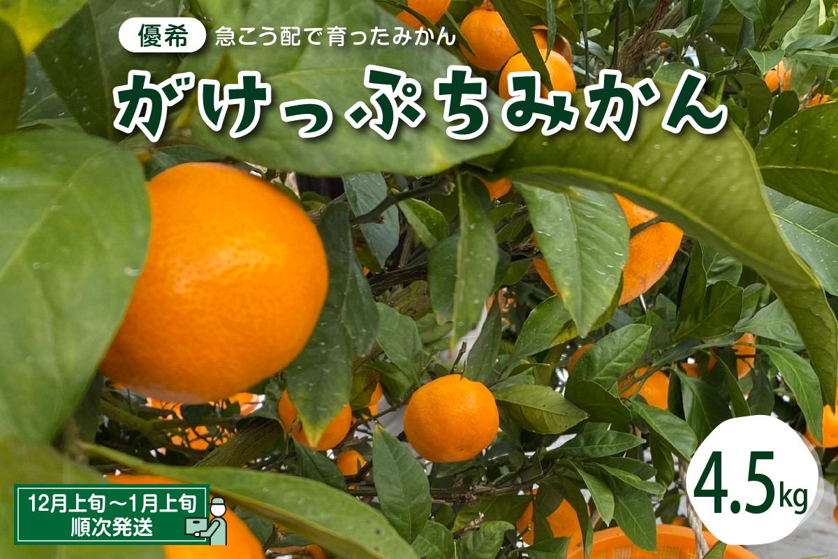 
【先行受付】がけっぷちみかん4.5kg　みかん ミカン 蜜柑 ビタミンC クエン酸 果物 くだもの フルーツ 送料無料 広島県 呉市
