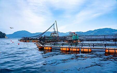 ≪発送期間4月～7月≫三陸やまだオランダ島サーモン×1本（約2kg）【三陸山田漁協】【月曜日発送】【沖縄・離島配送不可】三陸山田 山田町 山田湾 山田産 トラウトサーモン 鮭 養殖 刺身 カルパッチョ