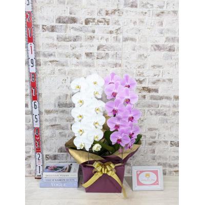 ふるさと納税 山口市 【☆新機能☆ZERO胡蝶蘭】　紅白胡蝶蘭　2本立て*白・ピンク*(大輪)　B098 |  | 03