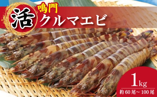 【指定日必須】 活き車海老 1kg 約60尾～100尾 サイズ小～中 クルマエビ 車エビ えび 活きエビ 活きたまま 養殖 塩焼き 天ぷら フライ 冷蔵 徳島 鳴門 【8月～9月末 発送】