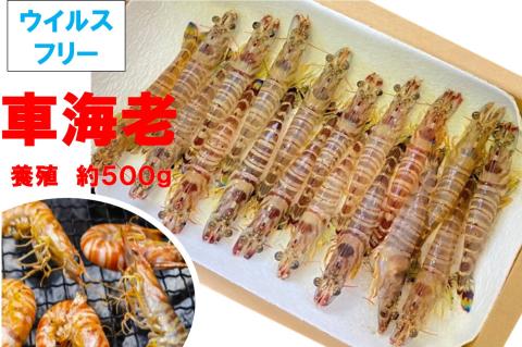 車海老（養殖）　500g