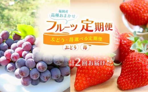 フルーツ 定期便 2回 ( あまおう ぶどう ) 苺 あまおう 約560g ぶどう 2kg 福岡県産 あまおう 葡萄 巨峰 果物 定期便 予約販売 予約受付 数量限定 福岡県 川崎町