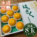 【ふるさと納税】4月 まで 木成 完熟 させた 有田 はっさく 特秀 L × 8玉 化粧箱 | 先行予約 和歌山 果物 くだもの フルーツ 柑橘 蜜柑 はっさく 木成り 完熟 特秀 化粧箱 ブランド 取り寄せ ご当地 期間限定