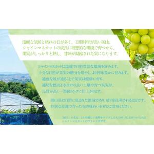 2026年　先行予約　受付中　シャインマスカット　晴王　１房　約650ｇ　２回　定期便　9月・10月に1回ずつ発送　【岡山県産 種無し 皮ごと食べる みずみずしい 甘い フレッシュ 9月～10月発送 