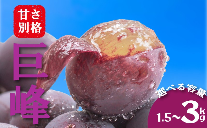 
                  【2026年8月から発送】【先行予約】 巨峰 1.5kg 2kg 3kg 冷蔵 ぶどう 巨峰 ブドウ budou grapes 種あり フルーツ 福岡県川崎町 竜円農園 先行予約 ぶどう 数量限定 ぶどう 巨峰 RYE005-oya
                