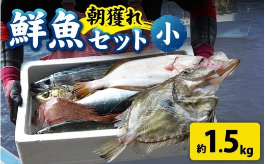 【先行予約】【1回お届け】【朝獲り】漁師厳選 鮮魚セット (小) 3種類以上 約1.5kg【2026年4月以降発送開始】魚 詰め合わせ 直送  鮮魚 新鮮 煮物 焼き物 お造り 刺身 晩酌 食卓 BBQ 急速冷凍 鮮魚セット 鮮魚店 厳選 お任せ 鮮度 産直 海鮮 福井県 南越前町 越前 盛り合わせ おまかせ お楽しみ  送料無料 北陸