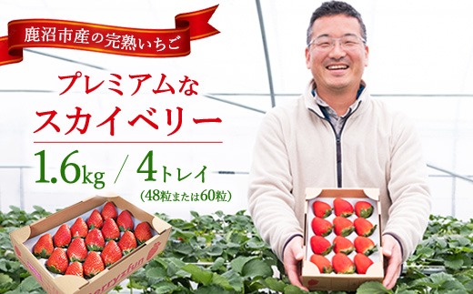 【先行予約/数量限定】プレミアムな完熟スカイベリー（48粒または60粒）4トレイ1600g | 栃木県 鹿沼市 産地直送 旬 いちご こだわり 高級品 贈答用 イチゴ 苺 果物 フルーツ 期間限定 ※2026年12月～発送