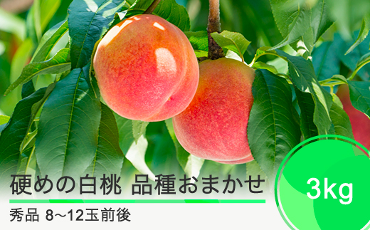 先行予約 硬めの白桃 品種おまかせ 3kg 山形県産 2025年度産 令和7年 フルーツ 果実 送料無料 ry-mohth3000