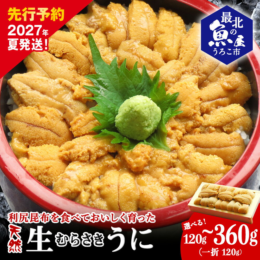 【ふるさと納税】【2027年発送】利尻昆布を食べておいしく育った「生むらさきうに」 120g 1折120gムラサキウニ 天然 うに むらさきうに 海鮮 海産物 北海道ふるさと納税 稚内 ふるさと納税 北海道 【配送不可地域：離島・沖縄県】
