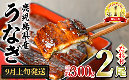 【0104347a-2609】＜9月上旬発送予定＞東串良町のうなぎ蒲焼(無頭)(2尾・計約300g・タレ、山椒付) うなぎ 高級 ウナギ 鰻 国産 蒲焼 蒲焼き たれ 鹿児島 ふるさと 人気【アクアおおすみ】