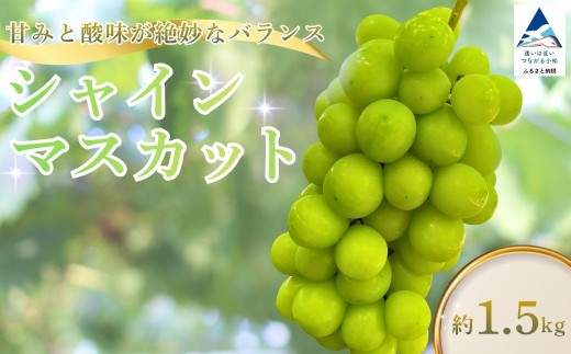 【令和9年産先行予約】 シャインマスカット 約1.5kg マスカット ますかっと フルーツ くだもの 果物 大粒 種なし 皮ごと食べられる 旬 産地直送 直送 | 石川県 小松市 【多井ぶどう園】 du001n00