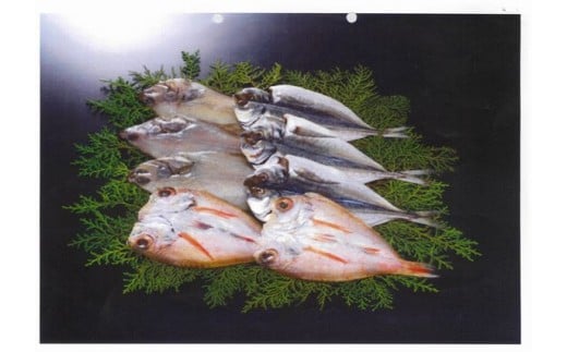 
山陰浜田 土江本店の「奉書干し」詰合せBセット 魚介類 魚貝類 魚 カレイ アジ のどぐろ アカムツ 詰め合わせ セット 干物 個包装 【1002】
