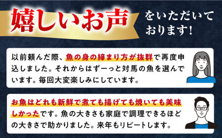 対馬 活〆 島魚 A セット 3kg《対馬市》【対馬地域商社】九州 長崎 鮮魚 [WAC004] 対馬 活〆 鮮魚 旬魚 魚 セット 九州 長崎 海鮮 海産物 一本釣り 定置網 刺身 煮つけ 焼き魚 