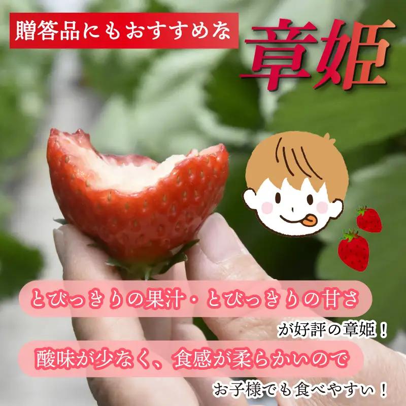 【2027年1月中旬以降発送】 いちご 章姫 (大粒+中粒) 480g前後（240g×2） イチゴ 苺 いちご