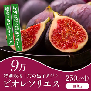 【定期便 6回】旬の恵み！福岡フルーツ定期便 _ 定期便 6回 フルーツ 完熟 マンゴー シャインマスカット 黒イチジク ビオレソリエス キウイ 甘うぃ 柿 福岡県GAP 秋王 あまおう いちご グル