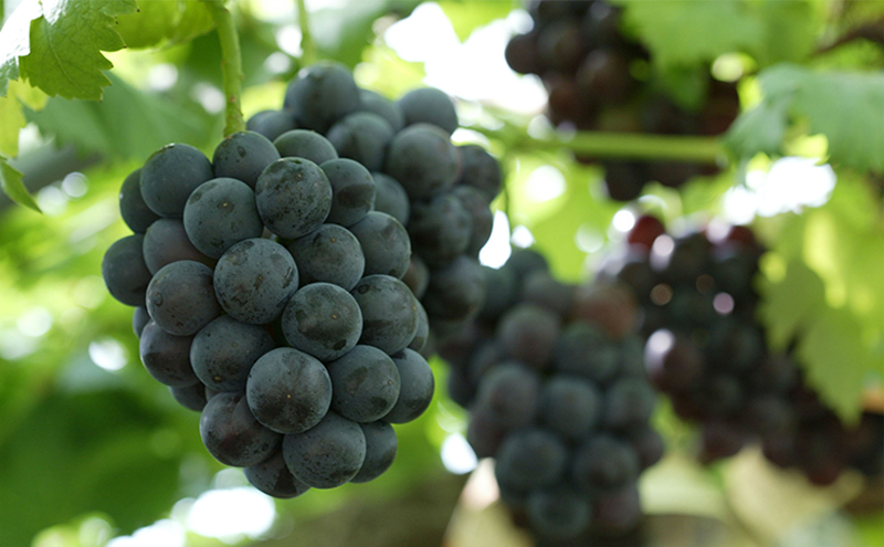 フルーツ 定期便 2026年 先行予約 晴れの国 岡山 の 定期フルーツ定期便 3回コース 桃 もも 葡萄 ブドウ 岡山県産 国産 セット ギフト