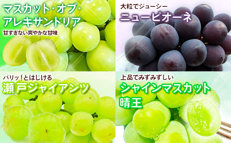 【2026年先行予約】定期便5回コース マスカット・オブ・アレキサンドリア 1房 岡山の白桃 6玉 ニューピオーネ 1房 瀬戸ジャイアンツ 1房 シャインマスカット 晴王 2房 あたご梨 2玉 株式会