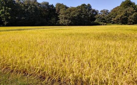 【新米予約】令和７年産「五つ星お米マイスター」の南魚沼産新之助　精米５kg×6回（毎月定期便）【2025年10月下旬より順次発送予定】