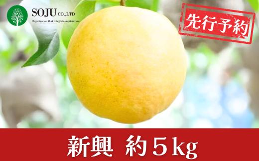 先行予約 和梨 新興 約5kg 贈答用 令和8年度 新潟県 三条市産 [三条果樹専門家集団]【016P031】