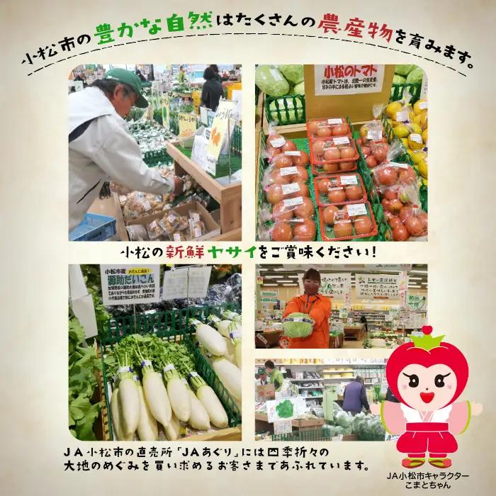 《野菜 定期便 12ヵ月 JA小松市（毎月）》季節 野菜 詰合せ 定期便 詰合せ  石川県 小松市 北陸 石川県 北陸
