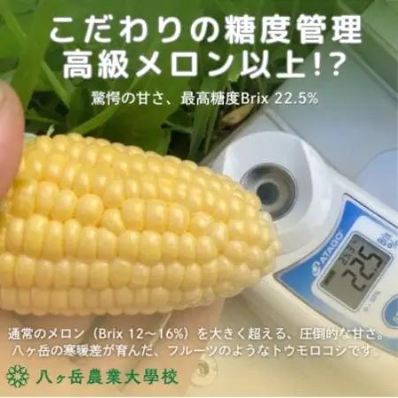 【数量限定!訳あり】フルーツのような甘さ『皮付き』生とうもろこし10本【2026年先行予約】【配送不可地域：離島】【1738515】