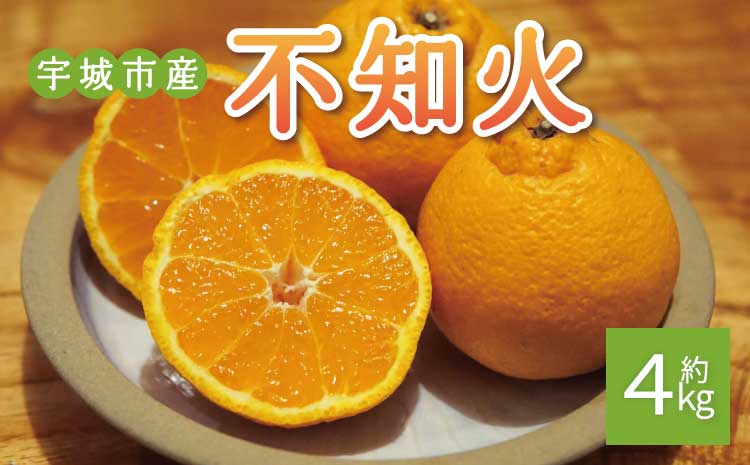 不知火 約4kg (15個前後) 【2026年2月上旬から3月下旬発送予定】 しらぬい みかん ミカン 蜜柑 フルーツ 果物 くだもの 熊本県産 九州産 国産 ひでみかん