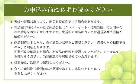 2026年　先行予約　受付中　シャインマスカット 晴王 １房 約600ｇ２回 定期便　9月・10月に1回ずつ発送　【岡山県産 種無し 皮ごと食べる みずみずしい 甘い フレッシュ 9月～10月発送 晴