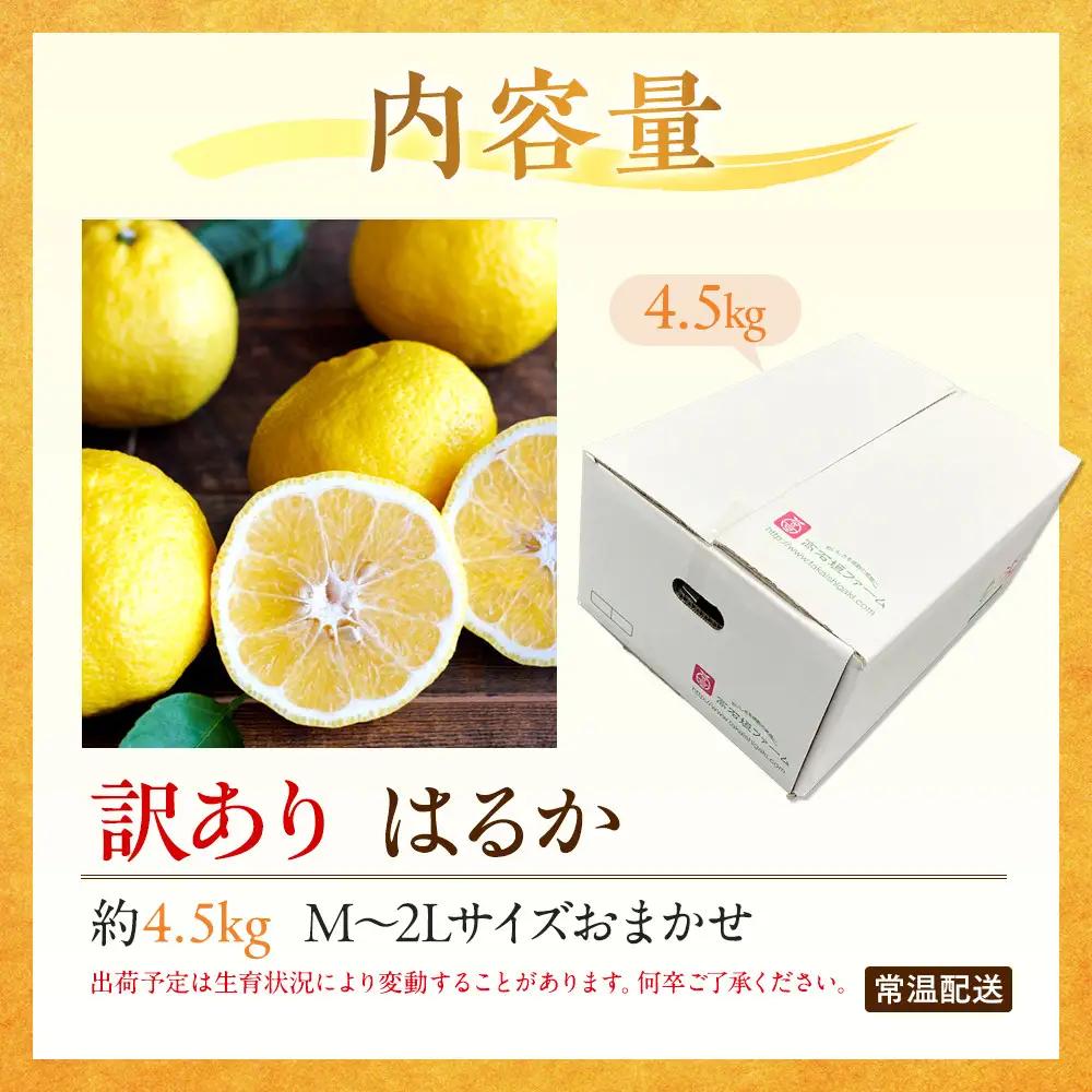 訳あり はるか 4.5kg M～2Lサイズおまかせ 高石垣ファーム