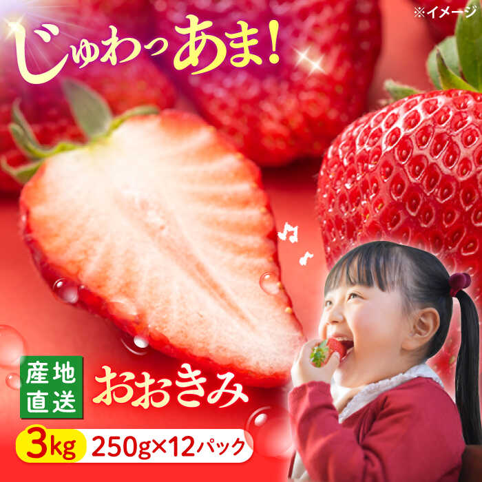 【ふるさと納税】【今が旬！】【大玉色鮮やか！】西海市産 いちご 「おおきみ」約3kg（約250g×12パック）＜武藤農園＞[CFV006] 長崎 西海 イチゴ 苺 いちご 大粒 贈答 ギフト 贈り物