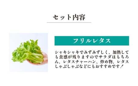 3種のレタス 各500g×2パック×6回 定期便 | レタス