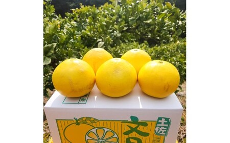 【先行予約】石元農園の土佐文旦 家庭用 約5キロ（7～12玉）〈2027年2月～発送〉期間限定 土佐文旦 文旦 5kg ブンタン ぶんたん 果物 柑橘 フルーツ 高知県産 家庭用 おいしい【石元農園】