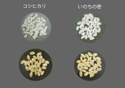 1118　三重県産いのちの壱「斎王米」10kg　コメ お米 10キロ 白米 ご飯 伊勢市産 伊勢志摩 精米発送 粘りが強い 甘味 旨味 お弁当 おにぎり 冷めてもおいしい 米粒が大きい 下村農園