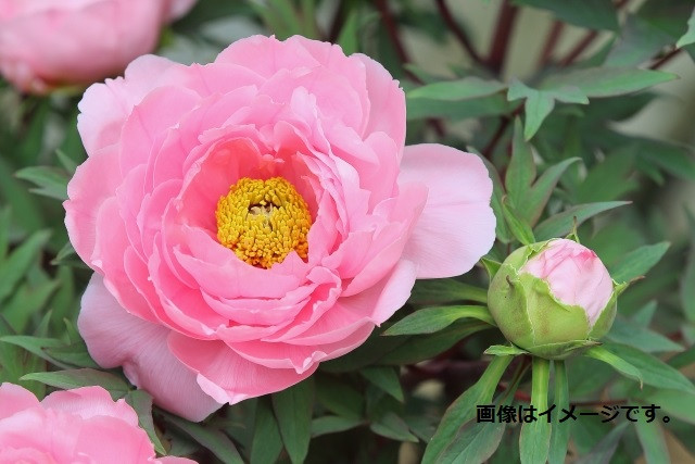 
            【先行予約】牡丹苗3年物 1鉢（8号鉢）
          