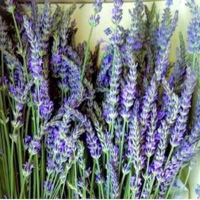 ふるさと納税 池田町 ラベンダー生花　グロッソ200本