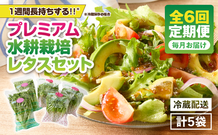 1627-2 【定期】洗わずに食べられるプレミアム水耕栽培レタス5袋を半年分（5袋×6か月＝30袋） KN064-T02 定期便 サラダ 野菜 レタス 旭信興産 ふるさと納税 鹿児島 鹿屋市 おすすめ ランキング プレゼント ギフト