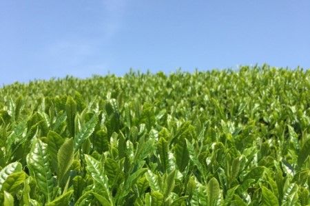 宇治・煎茶ティーバッグ 5g×20個×3袋　〈お茶 茶 煎茶 緑茶 かぶせ茶 飲料 ティーバッグ 煎茶ティーバッグ ティーパック 宇治茶 日本茶 加工食品〉 宇治煎茶ティーバッグ 