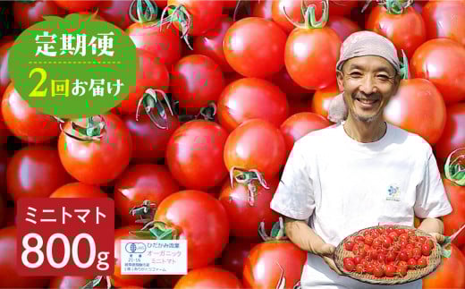 【令和8年産先行予約】【2回定期便】コクと旨味のあるトマト・ミニトマト 800g 2回 定期便 野菜 有機栽培 受賞農家 無農薬栽培 国産 常温 おかず 惣菜 野菜 定期便 飛騨市 15000円  時間指定可 [Q1301x]