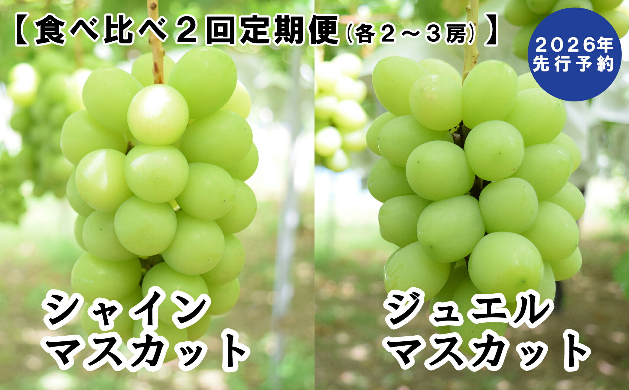 【ふるさと納税】【2026年発送分 先行予約】【2回食べ比べ定期便 別送】シャインマスカット(900g～1.4kg・2～3房)＋ジュエルマスカット(900g～1.4kg・2～3房)　ぶどう シャインマスカット ジュエルマスカット フルーツ 果物 山梨 やまなし 定期便 食べ比べ 先行予約