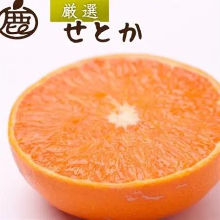 厳選 せとか5kg+250g(傷み補償分)【柑橘・春みかんの王様】【光センサー選果・食べ頃出荷】【配送不可地域：離島・北海道・沖縄県】【1649455】