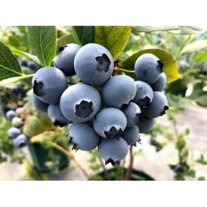 大粒・完熟ブルーベリー【知多のアメジスト】100g×4パック※2026年5月上旬より順次発送※【配送不可地域：離島】【1387286】