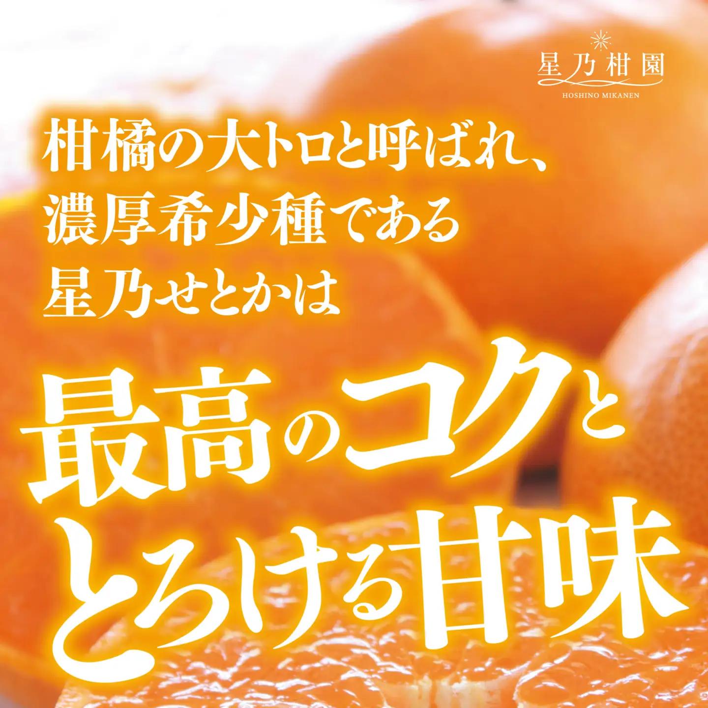 【先行受付】【訳あり】星乃せとか 柑橘の大トロ(5kg)【C45-97】【1650682】 YWTAZ059