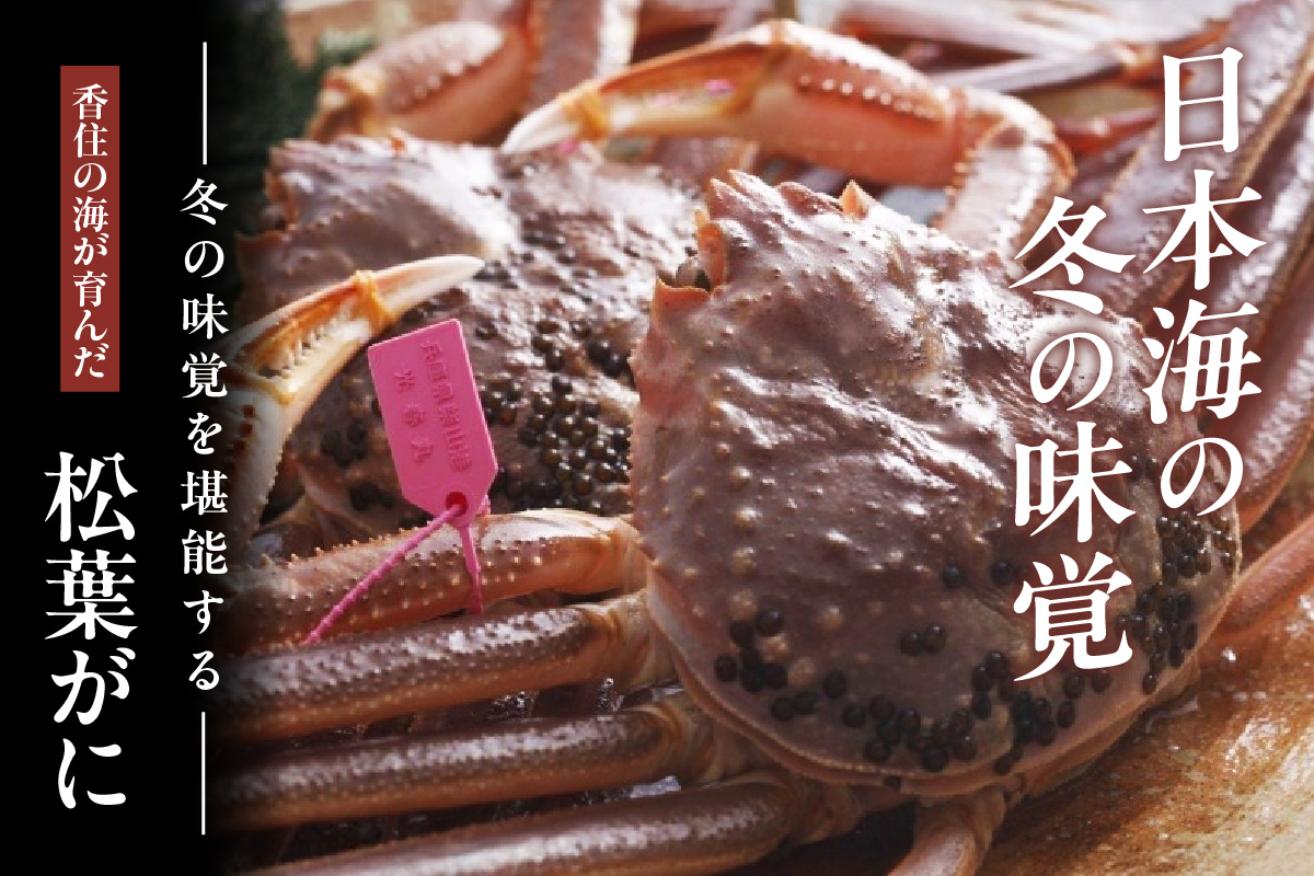 【先行予約】【柴山がに タグ付き カネニの浜茹で （ボイル 高級柴山がに タグ付き 茹で 重量：1.0kg以上 冷蔵でお届け）】令和7年11月中旬以降順次発送予定 高級 ふるさと納税 かにすき 焼きガ