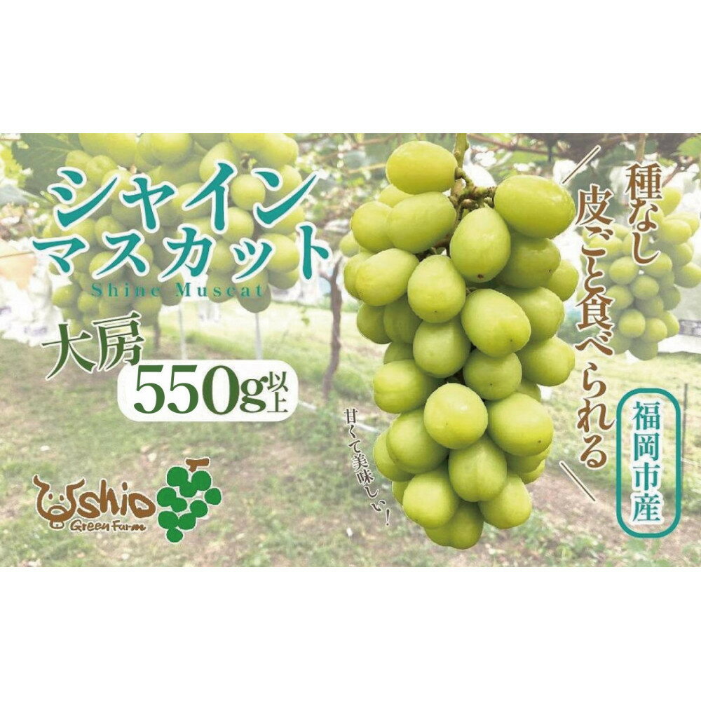 【ふるさと納税】シャインマスカット 福岡市産 550g以上 1房 【北海道・沖縄・離島配送不可】【2026年8月以降順次発送】 | 果物 フルーツ マスカット ぶどう ブドウ 葡萄 種なし くだもの 食品 人気 おすすめ 送料無料 期間限定 数量限定