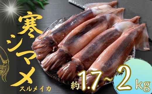 【寒シマメ 特大サイズ 5～6杯】  1.7kg~2kg いか イカ スルメイカ 朝どれ寒シマメ 御歳暮 ギフト 12月24日までのご注文で年内発送