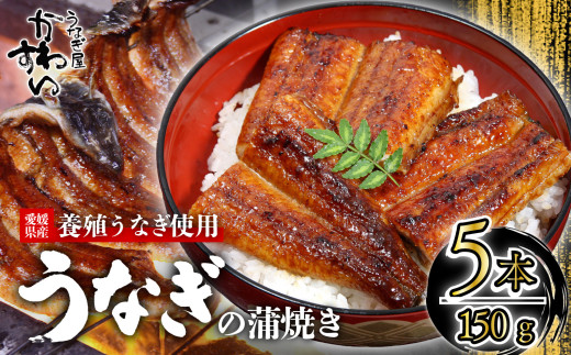 【容量選択可】〈うなぎ屋かわすい〉愛媛県松山市養殖うなぎを使用！うなぎ蒲焼 5本 (1尾：150～169g)  ｜うなぎ ウナギ 鰻 蒲焼き 国産 お取り寄せ グルメ ふるさと納税  簡単調理 土用丑の日 ギフト 贈り物 お中元 お歳暮 母の日 父の日  かわすい 川口水産 愛媛県 松山市