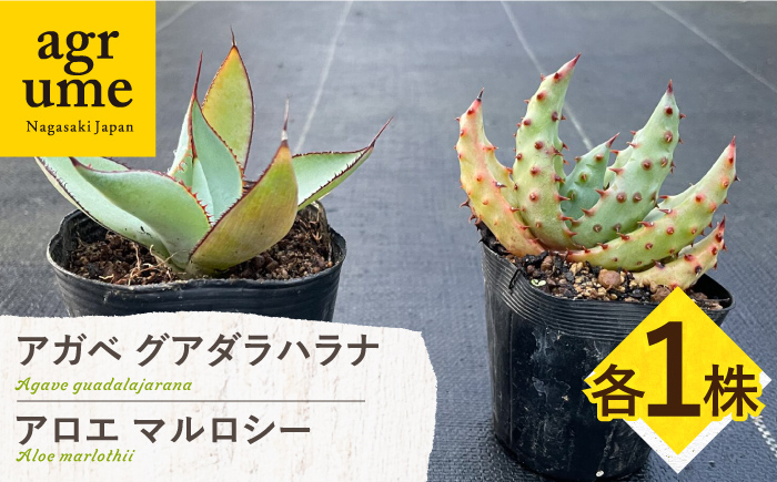 
            アガベ グアダラハラナ & アロエ マルロシー 各1株 Agave guadalajarana & Aloe marlothii 長与町/アグリューム [EAI201]
          